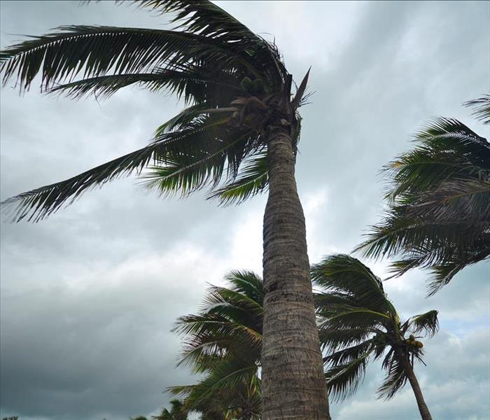 Hurricane Winds in Palm Trees